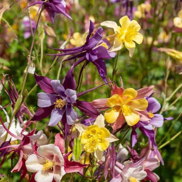 Fleurs - Ancolie Étoile Variée - face recto